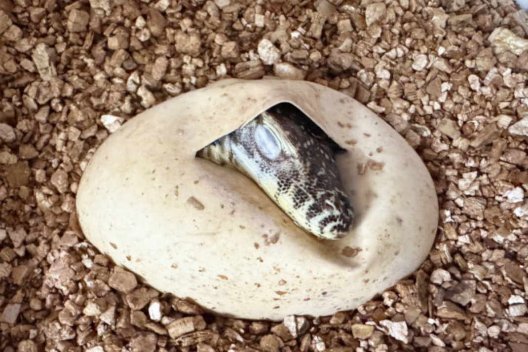 Eines von sieben frisch geschlüpften Komodowaran-Babys. Foto: Zoo Leipzig