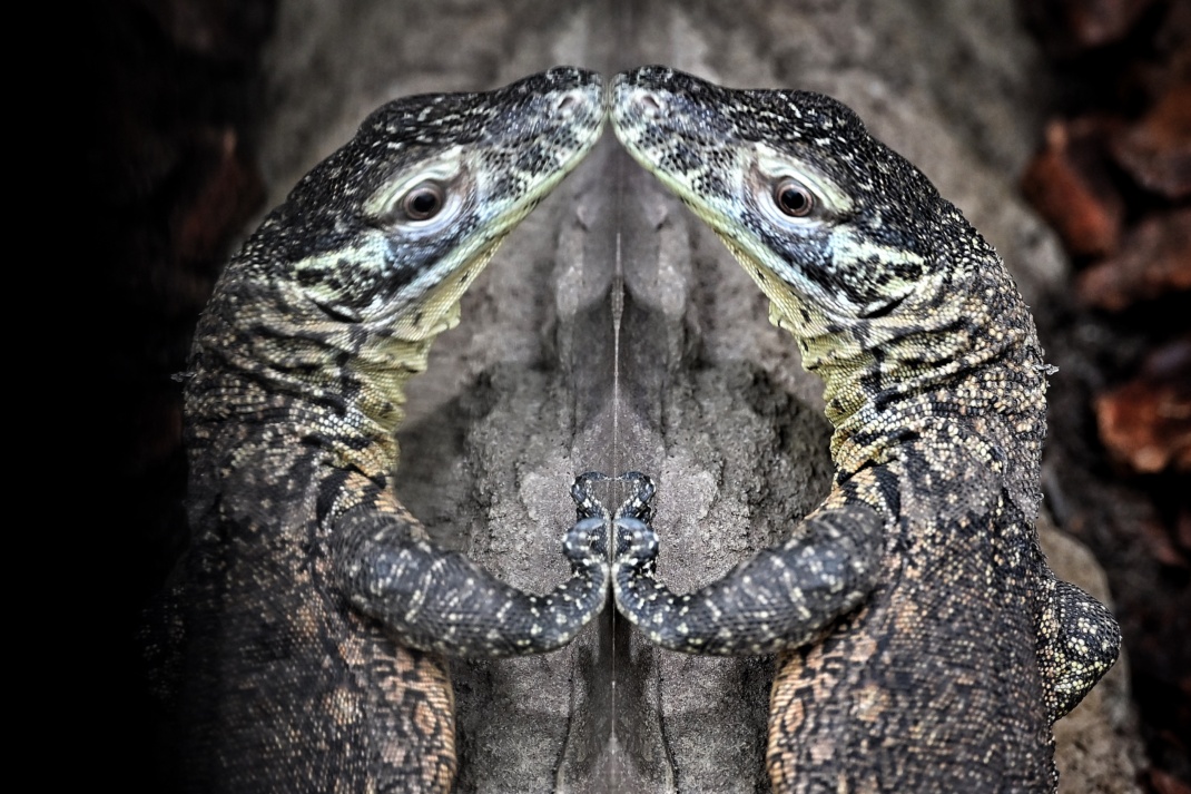 Ein vor wenigen Tagen geschlüpfter Komodowaran erfreut sich im Terrarium des Zoo Leipzig beim Blick in eine Scheibe an seinem Ebenbild. Foto: Benjamin Weinkauf