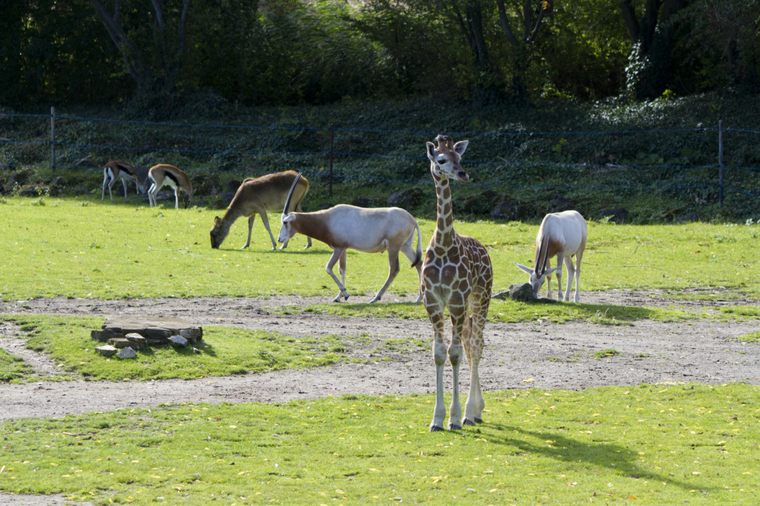 Tochter von Tamika bekommt am Samstag ihren Namen - Abstimmung bis Freitag @ Zoo Leipzig