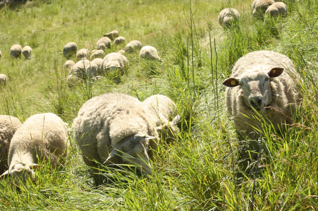 Schafe grasen auf einer grünen Wiese.