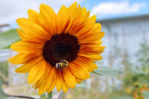 Sonnenblume, Nahaufnahme.