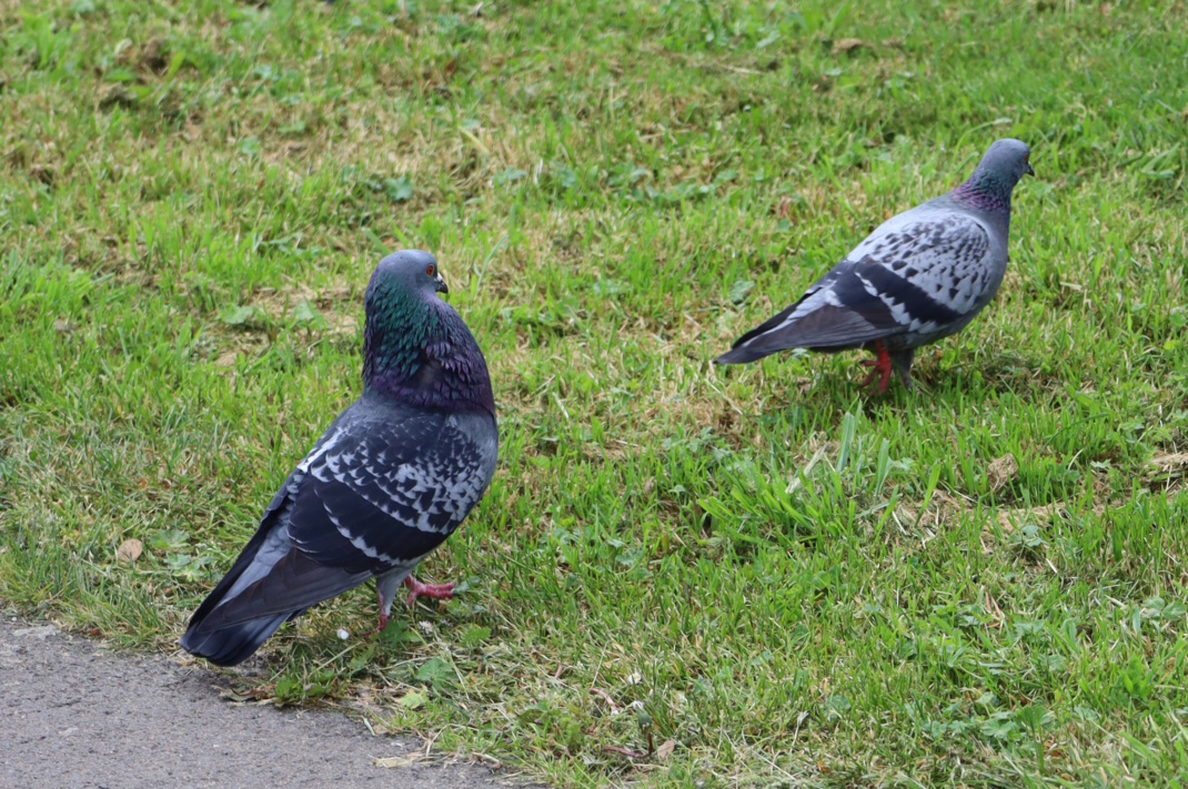 Leipziger Stadttauben auf einer Wiese.