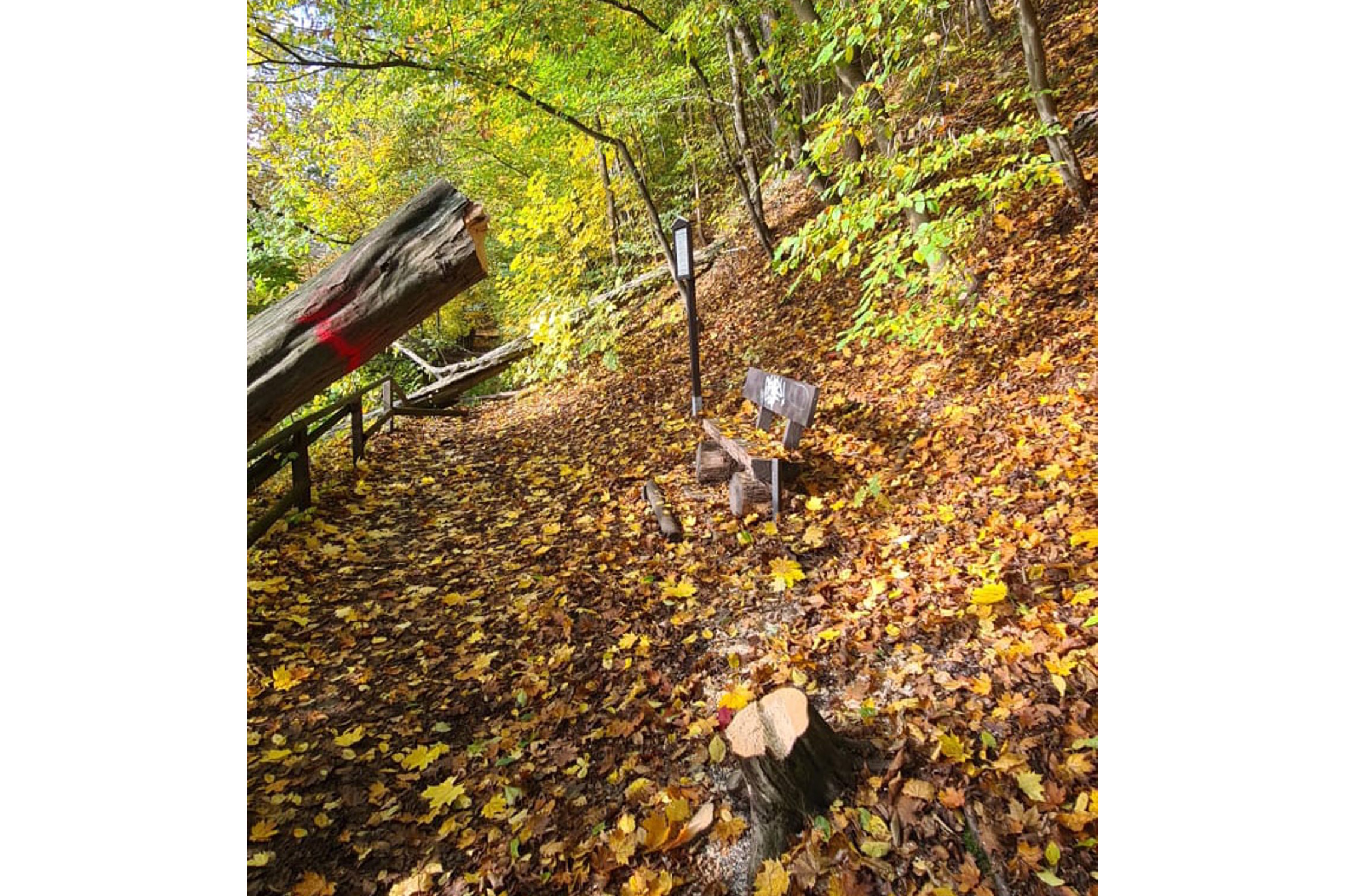 Illegale Baumfällung im FFH-Gebiet Zschopautal. Foto: Jörg Schröber