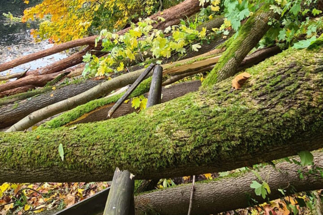 Illegale Baumfällung im FFH-Gebiet Zschopautal. Foto: Jörg Schröber