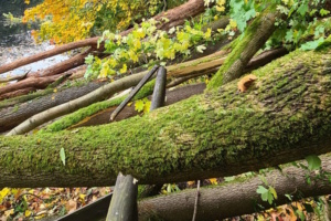 Illegale Baumfällung im FFH-Gebiet Zschopautal. Foto: Jörg Schröber