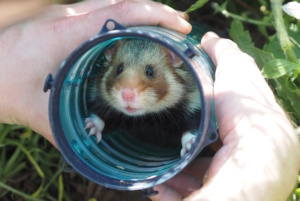 Feldhamster unmittelbar vor der Auswilderung in der Transportbox.