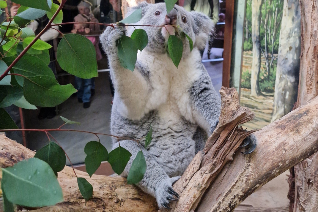 Koala Erlinga mit gefülltem Beutel. Foto: Zoo Leipzig