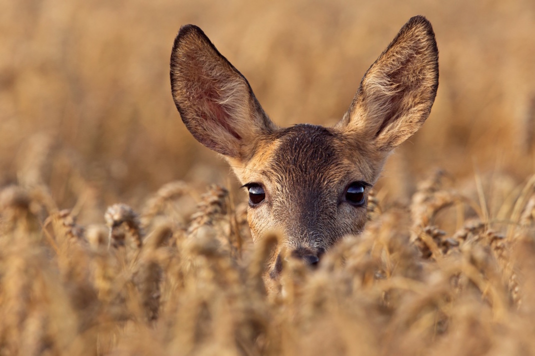 Reh im Kornfeld.
