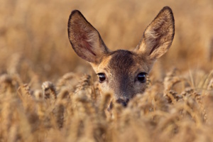 Reh im Kornfeld.