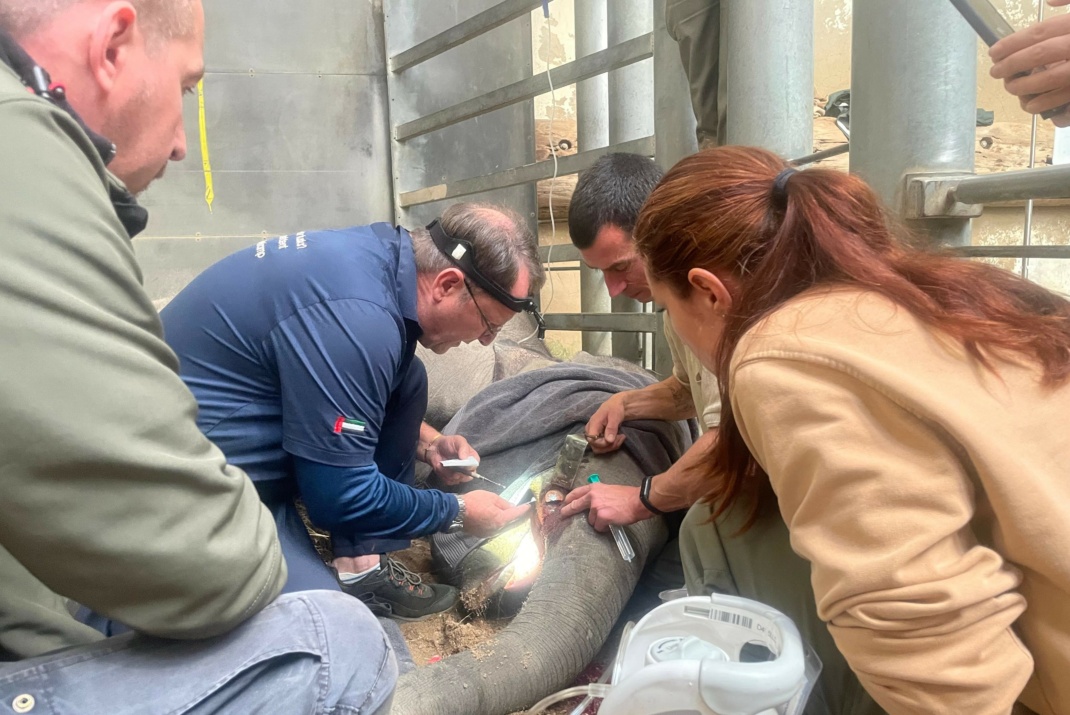 Zahnärztliche Behandlung am Stoßzahn von Elefantenjungbulle Akito @ Zoo Leipzig