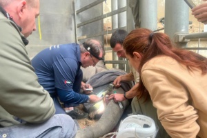 Zahnärztliche Behandlung am Stoßzahn von Elefantenjungbulle Akito @ Zoo Leipzig