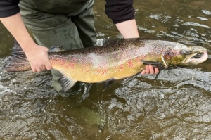 Atlantischer Lachs © LfULG/A.Klinghardt