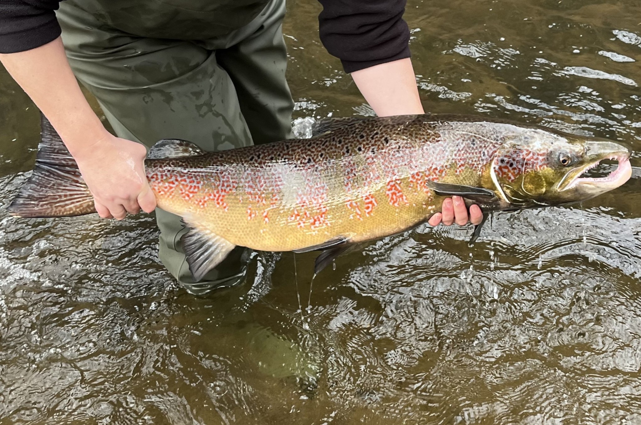 Lachse-kehren-in-ihre-Laichgew-sser-nach-Sachsen-zur-ck
