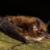 Eine der kleinsten Fledermäuse Sachsens ist die Nymphenfledermaus. Sie passt in eine Streichholzschachtel. © Hochfrequent