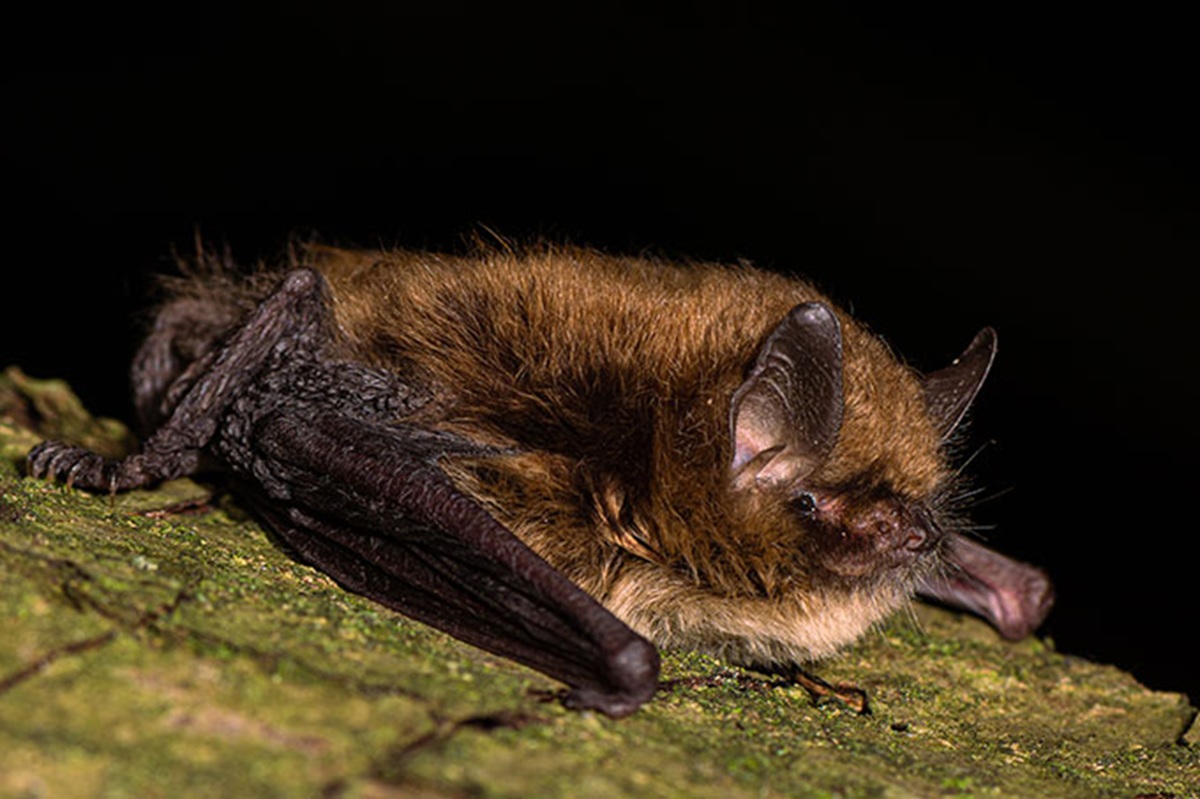 Fledermaus-Brosche, Brosche Für Fledermausliebhaber