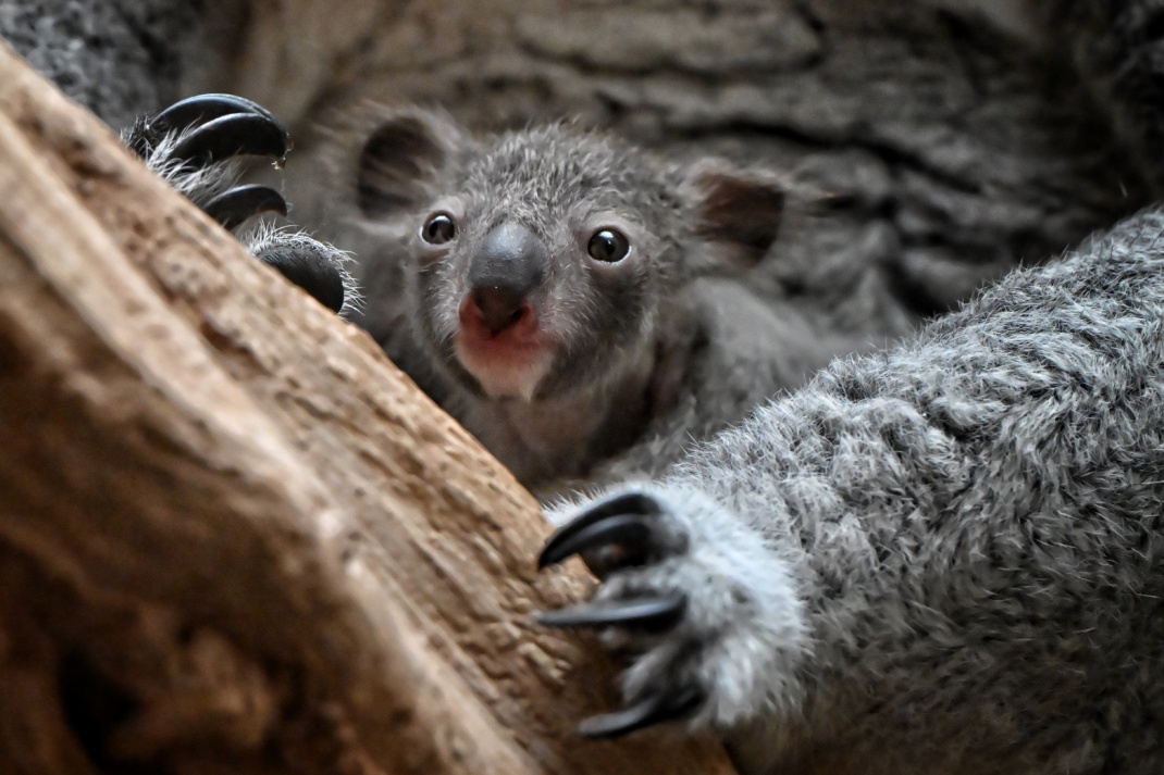 Spitzt die Ohren: Das Leipziger Koala-Baby ist neugierig auf das Leben. Foto: Benjamin Weinkauf
