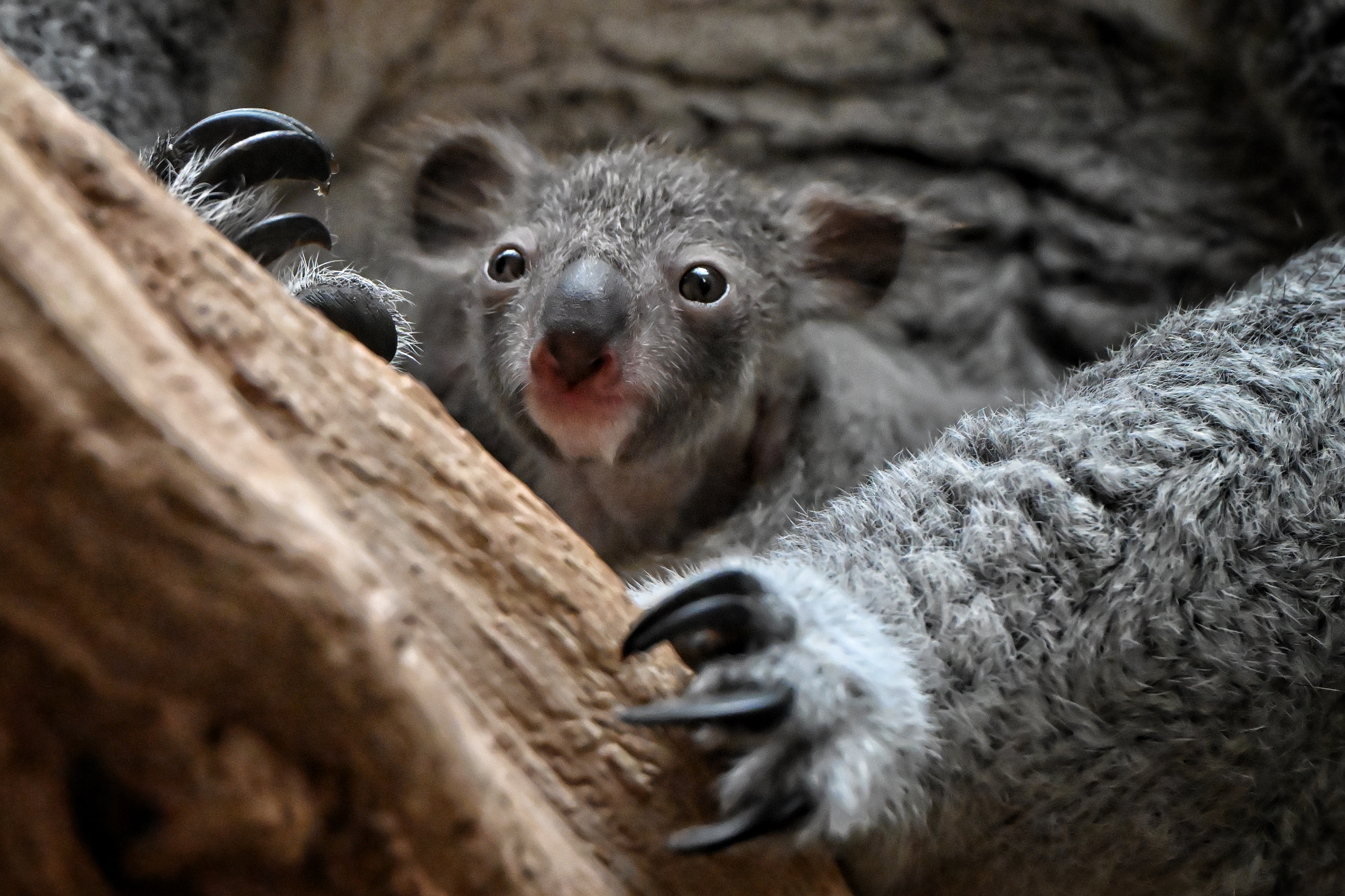 Spitzt die Ohren: Das Leipziger Koala-Baby ist neugierig auf das Leben. Foto: Benjamin Weinkauf