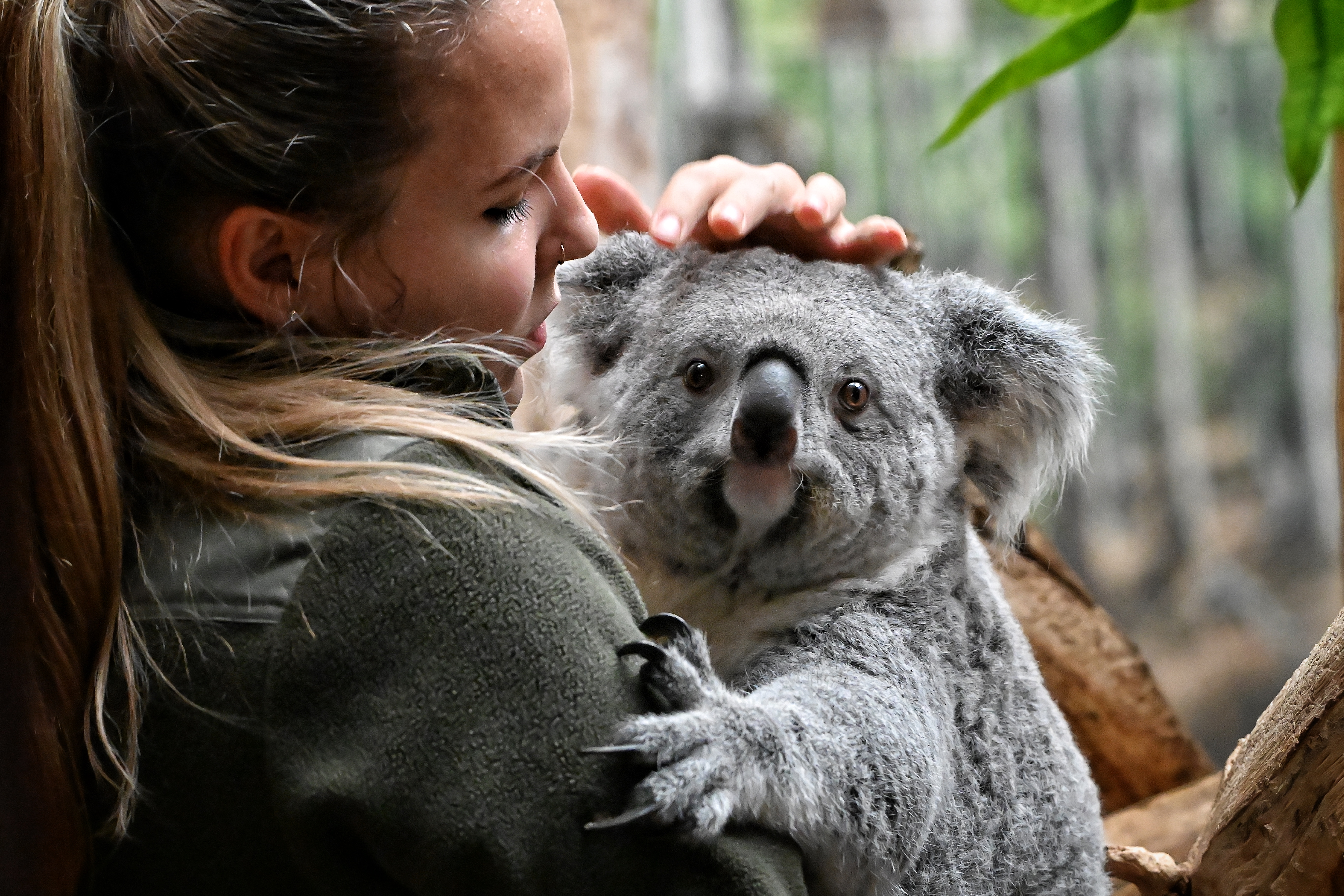 Pflegerin Celina Lembke krault den Kopf von Koala-Mama Erlinga. Foto: Benjamin Weinkauf