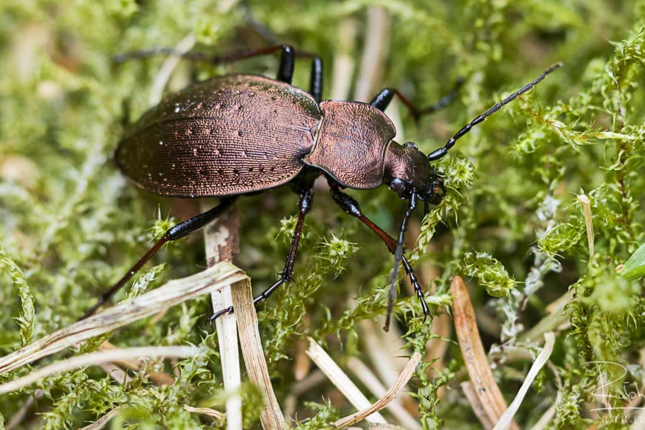 Insektenschwund-in-Deutschland-Auch-die-Zahl-der-Laufk-fer-sinkt-dramatisch