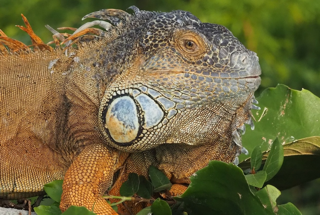 Grüner Leguan in Gondwanaland. Foto: Zoo Leipzig