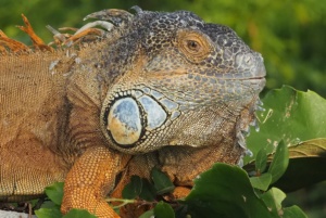 Grüner Leguan in Gondwanaland. Foto: Zoo Leipzig