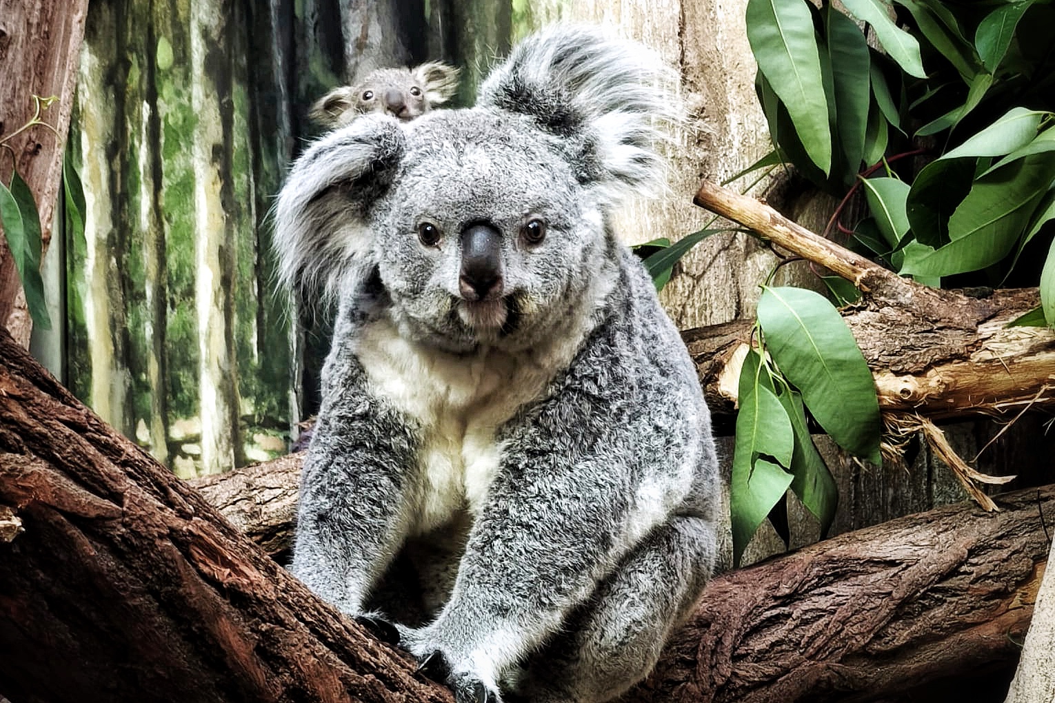 Koalajungtier-zunehmend-auf-Erkundung-Pfeifkonzert-im-tropischen-Regenwald