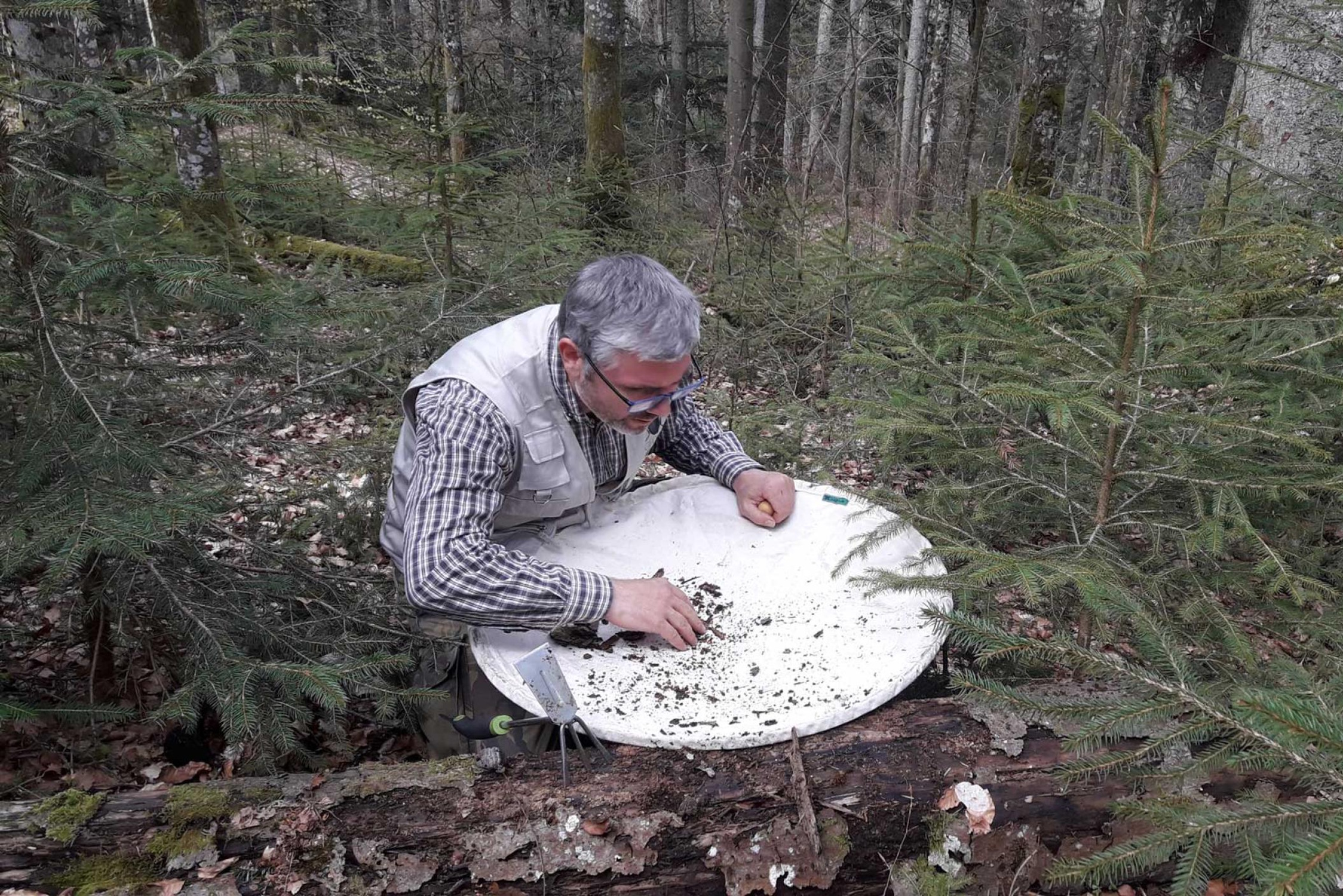 Der Co-Autor Dr. Jörn Buse vom Nationalpark Schwarzwald sucht nach überwinternden Laufkäfern im Totholz. Foto: Flavius Popa