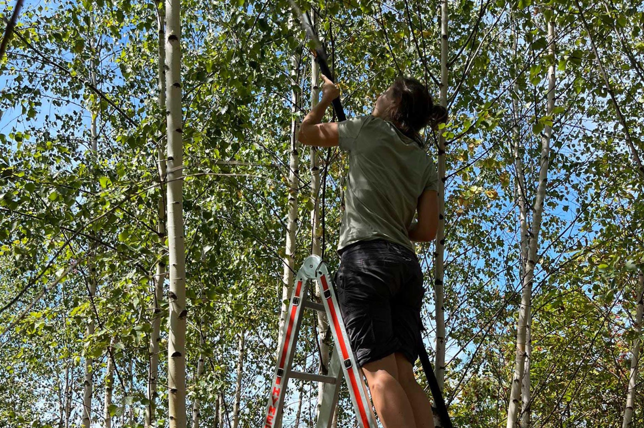 Probenahme von Blättern aus dem oberen Kronenbereich einer MyDiv-Birkenmonokultur zur Untersuchung der Blatteigenschaften. Foto: Claudia Guimarães-Steinicke