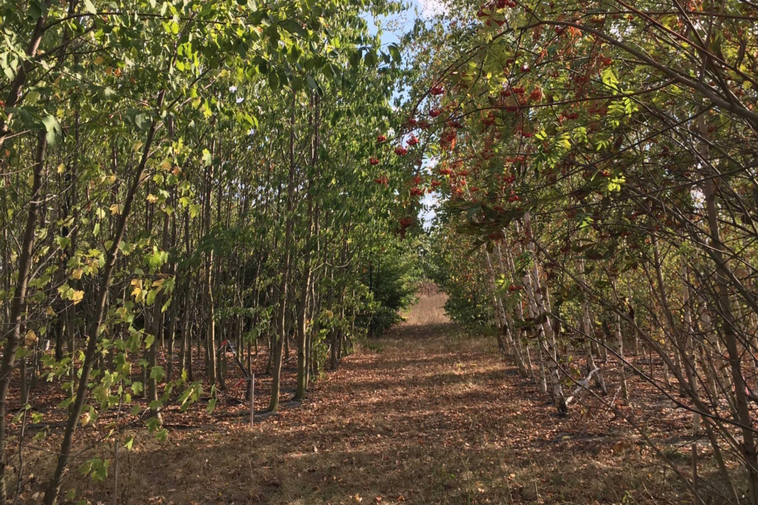 Das MyDiv-Baumdiversitätsexperiment während des Dürresommers 2022. Foto: Lena Sachsenmaier