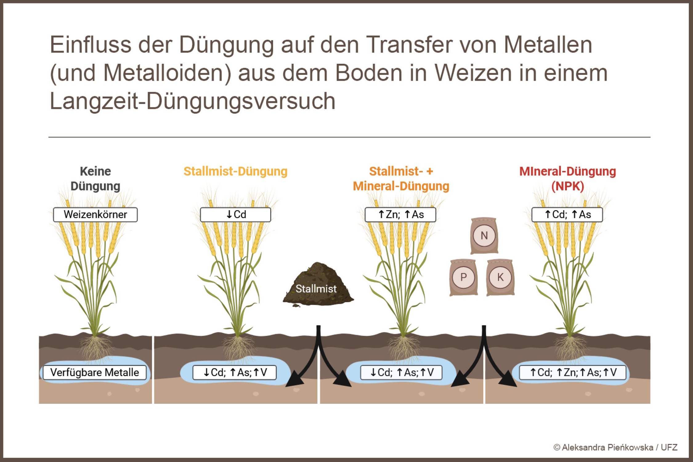 Der Großteil der giftigen Metalle kommt aus dem mineralischen Dünger. Eine Kombination aus mineralischer und organischer Düngung würde ihn reduzieren. Grafik: Aleksandra Pieńkowska / UFZ