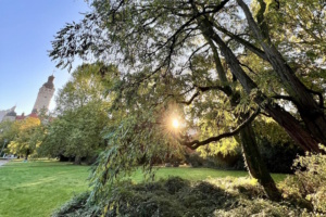 Die Robinie wurde in Europa vor über 300 Jahren eingeführt. So ist sie zum Beispiel schon um 1710 in der heutigen Tschechischen Republik nachgewiesen worden. Heute dient die Robinie mehr als 100 Mikro-Pflanzenfressern als Wirt. Foto: Dr. Ingmar Staude