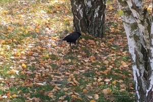 Blätter aufem Bode, Symbolbild Herbst.