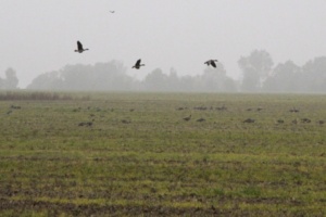 Wildgänse landen vor grauem Himmel auf einem Feld.