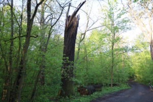 Blick in einen Wald mit abgebrochenem Baum-