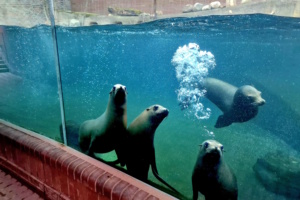 Spielende und schwimmende Seelöwen, fotografiert seitlich durch Glasscheibe.