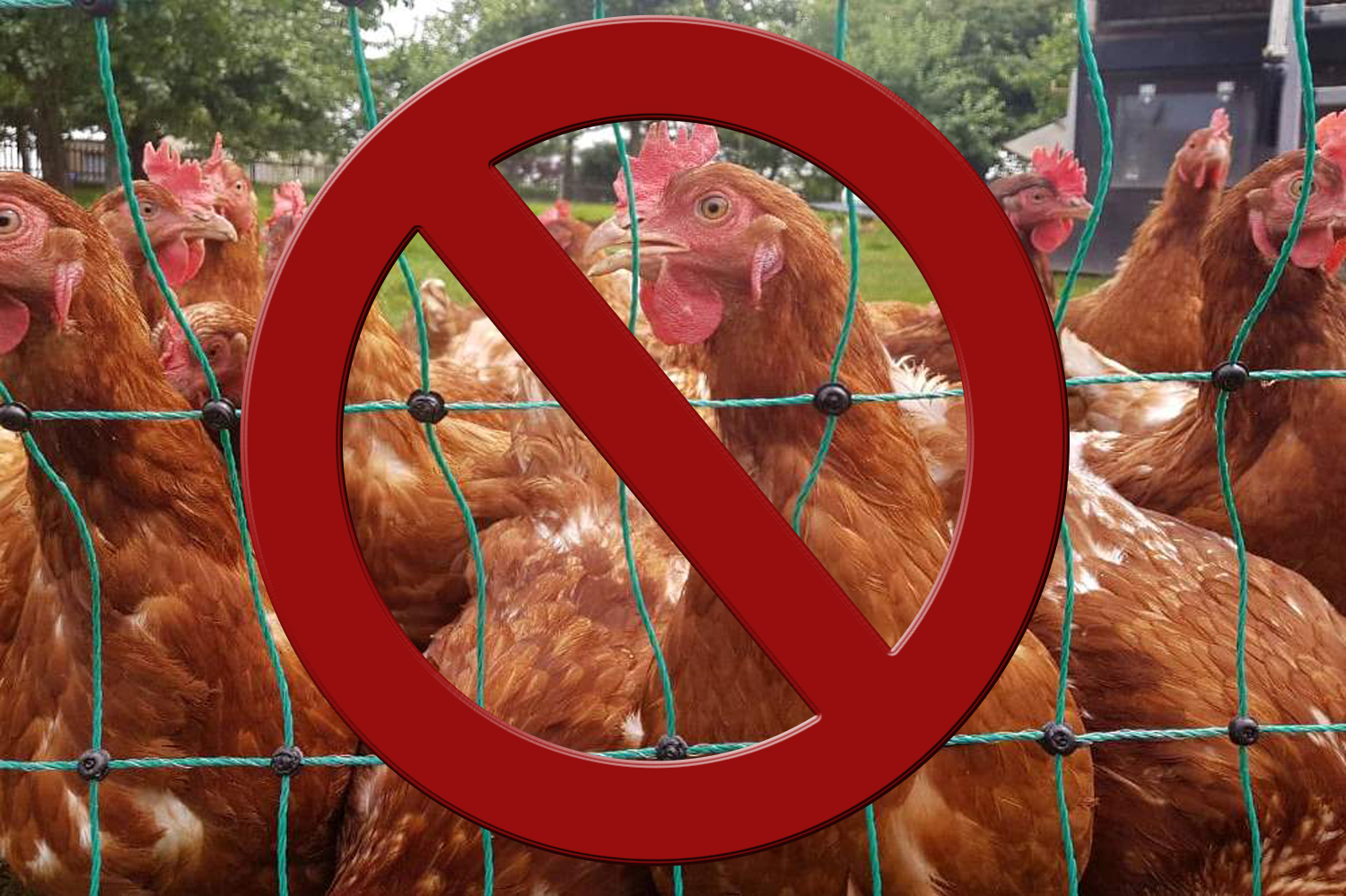 Mittwoch-der-10-Dezember-2025-Gefl-gelpest-in-Sachsen-Social-Media-Verbot-f-r-Jugendliche-RB-Leipzig-mit-neuer-Chefin