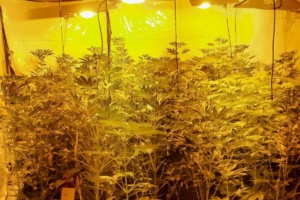 Illegale Plantage bei Durchsuchung gefunden © Bundespolizeiinspektion Leipzig