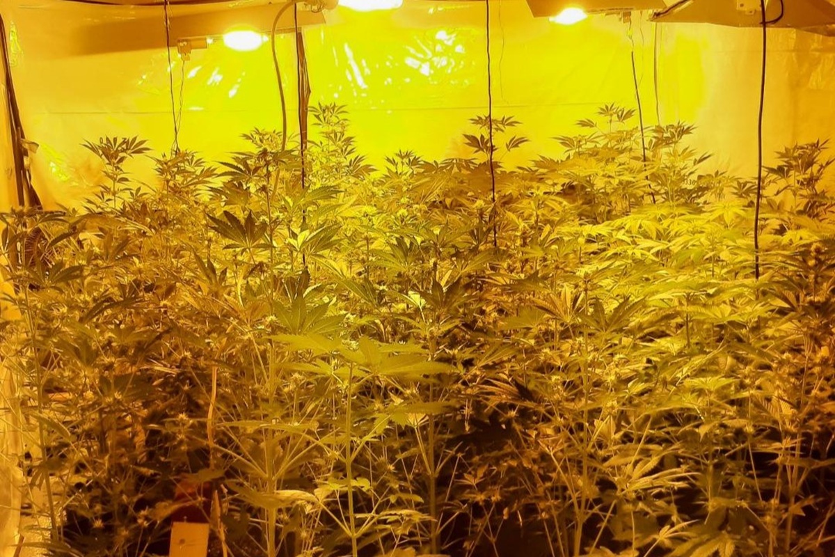 Illegale-Plantage-bei-Durchsuchung-gefunden