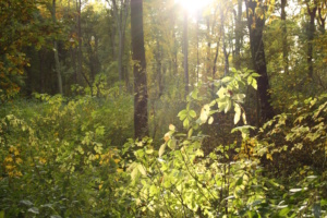Leipziger Auwald im Herbst.