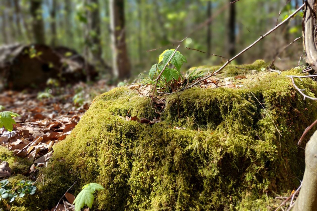 Zu sehen ist Ein Moment im Leipziger Auwald. Foto: Sabine Eicker