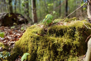 Zu sehen ist Ein Moment im Leipziger Auwald. Foto: Sabine Eicker