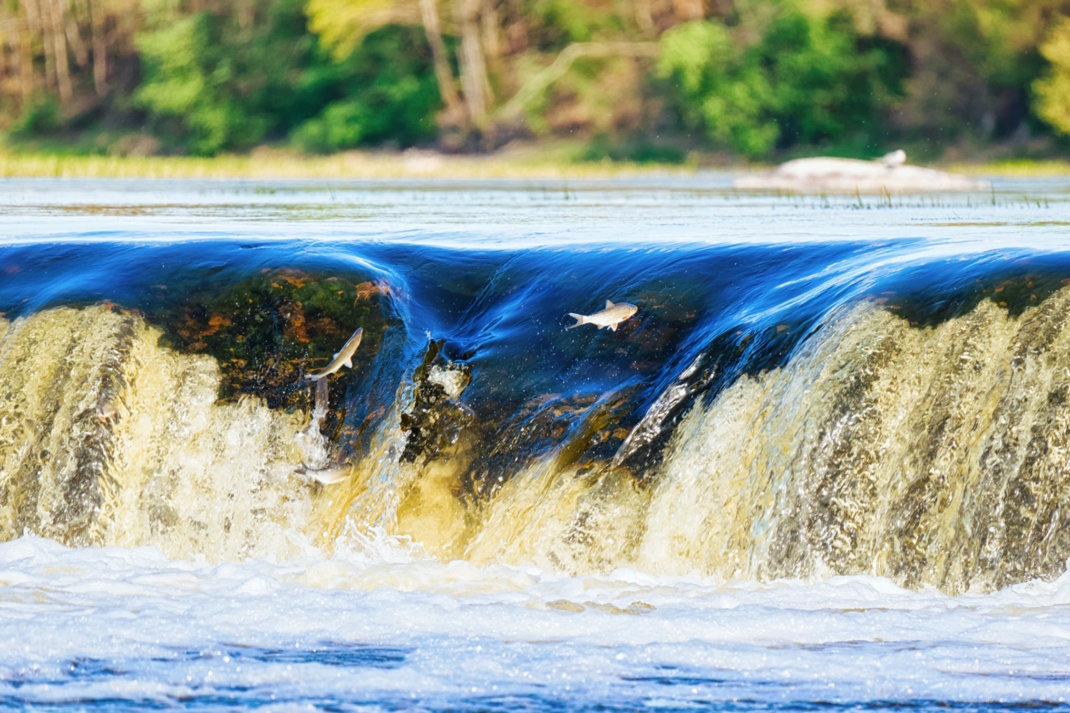 Wasserfall, springende Lachse.