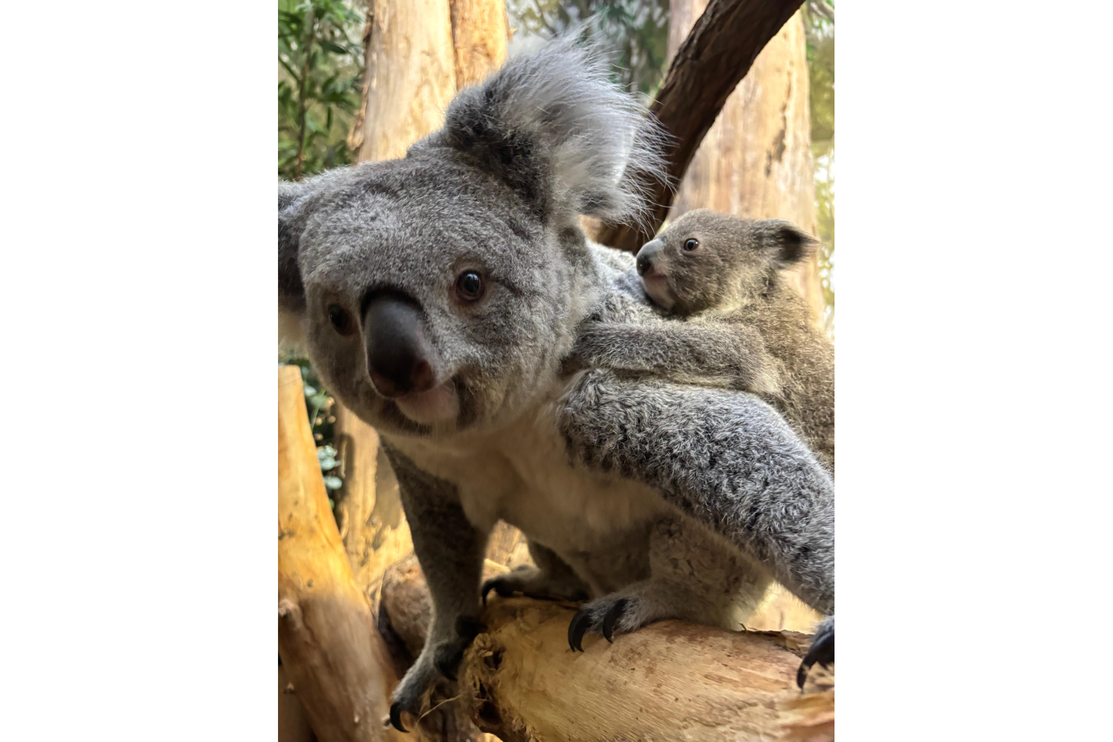 Erlinga mit ihrer Tochter. Foto: Zoo Leipzig