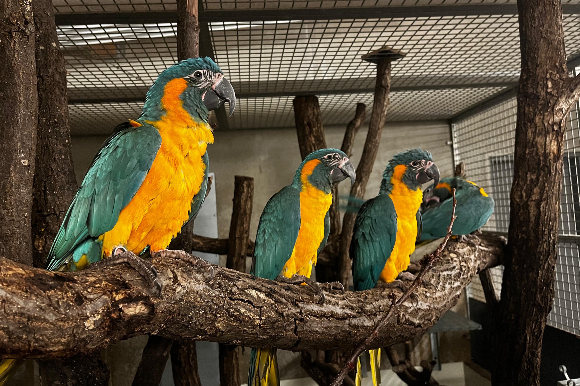 Die ersten Bewohner für die neuen Flugvolieren sind schon da – Eröffnung im Frühjahr. Foto: Zoo Leipzig