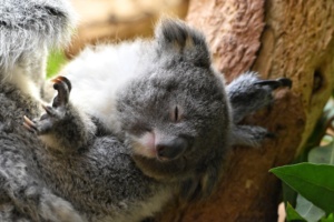 In der Ruhe liegt die Kraft: Das kleine Koala-Mädchen schläft auf dem Arm von Mama Erlinga. Foto: Benjamin Weinkauf