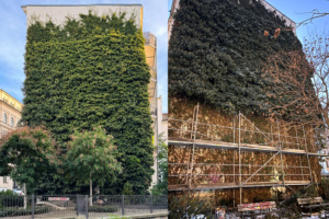 Die Zerstörung der Fassadenbegrünung in der Thomasiusstraße im Vorher-Nachher-Vergleich. Fotos: Ökolöwe e.V.