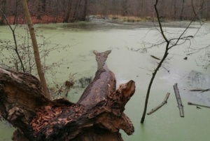 Wildnis. Foto: Kurt Mondaugen