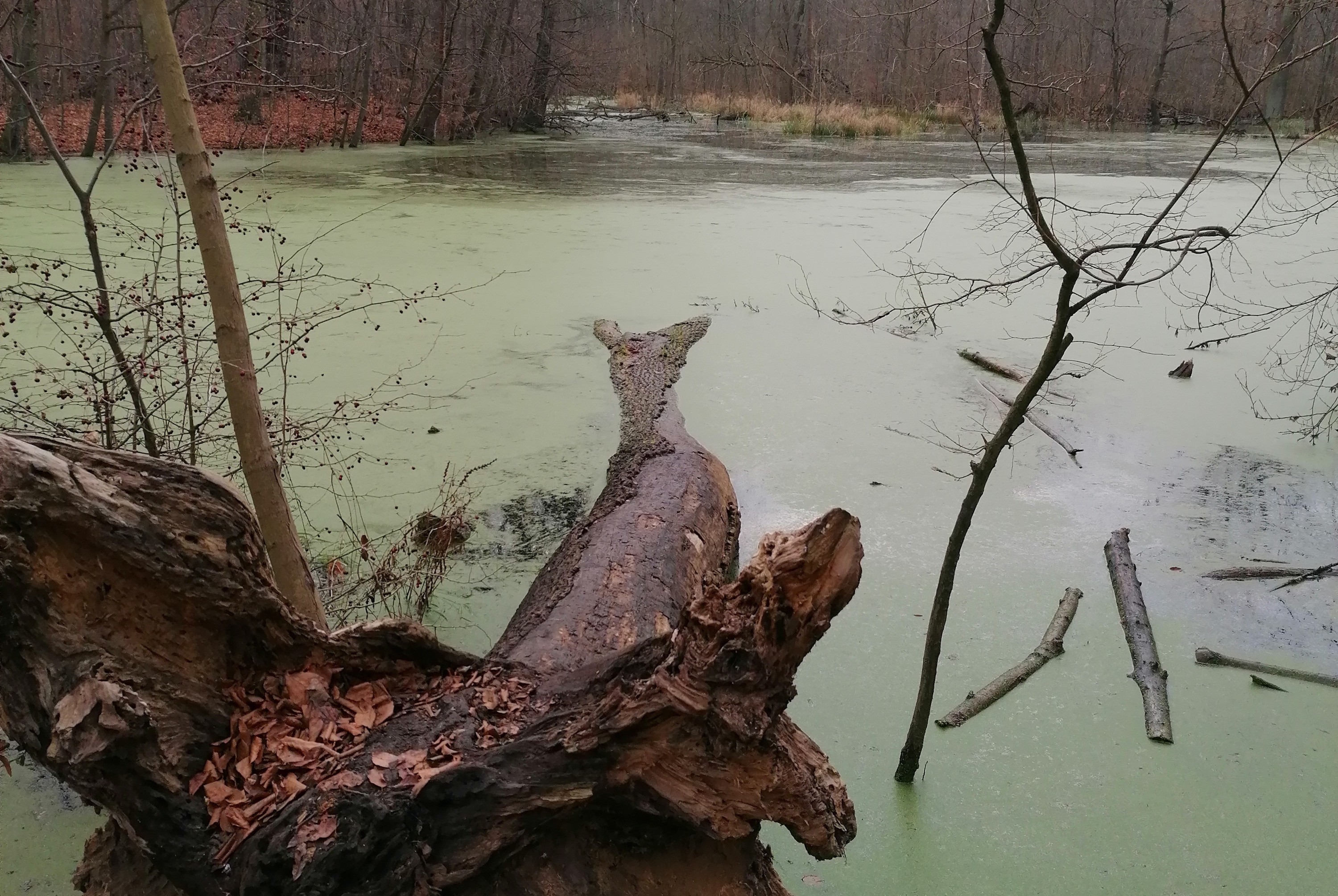 Philosophischer-Salon-Wozu-Wildnis-