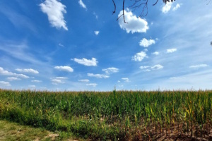 Maisfeld, Wolken und blauer Himmel.