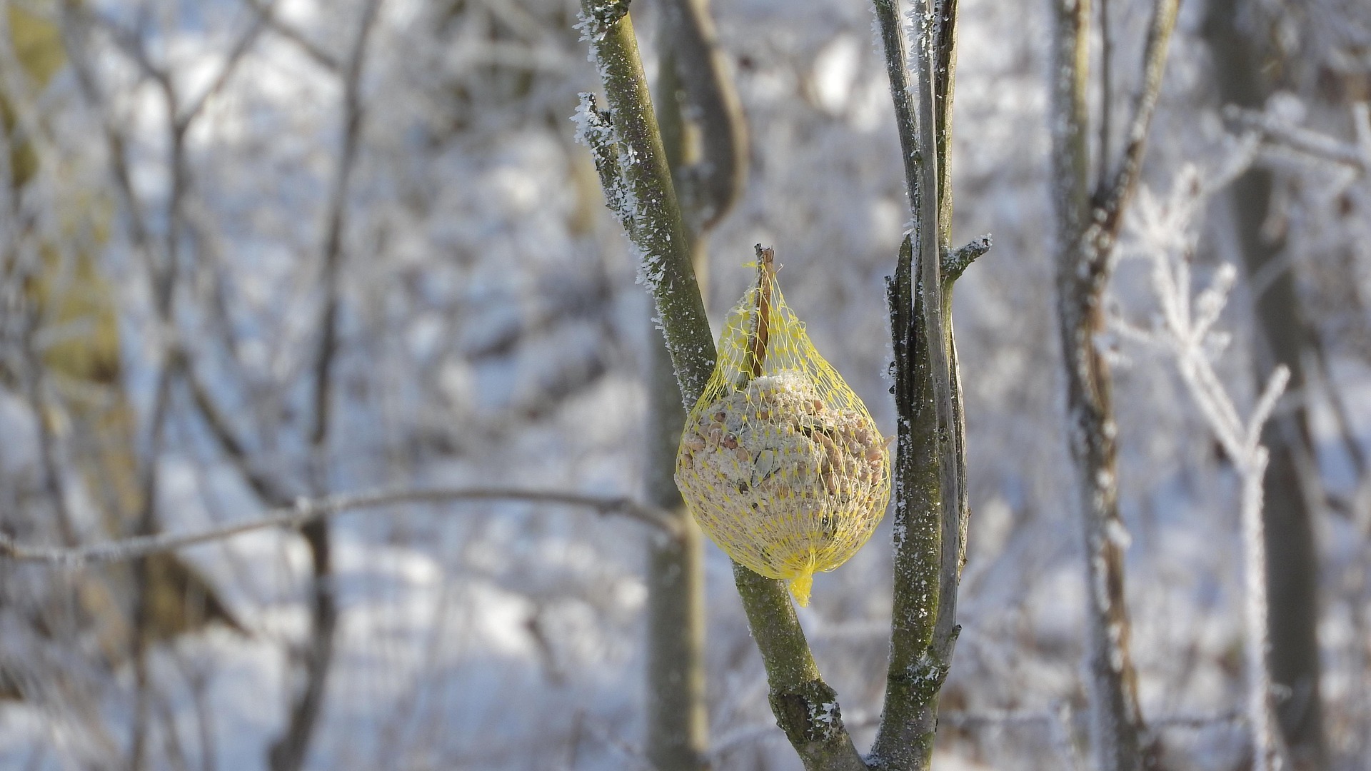 Können zur tödlichen Falle werden: Bieten Sie kein Futter in Plastiknetzen an. Foto: MAKY.OREL/Pixababy